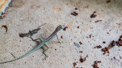 Tropical lizard on a concrete floor