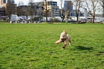 Puppies and dogs playing in the park 