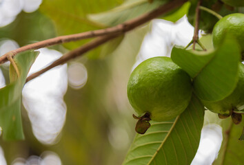 Small green guavas surrounded by green leaves