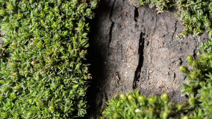 Horizontal closeup of a blooming moss on the bark of a tree.