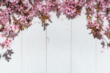 Spring blooming cherry on white wood background with sunlight.
