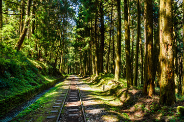 Fototapeta premium The Forest Railway passes through the Alishan Forest Recreation Area in Chiayi, Taiwan.