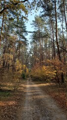 Obraz premium path in autumn forest