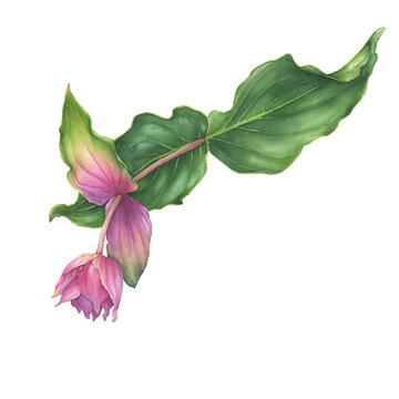 Closeup a tropical Medinilla magnifica branch with pink flower (also called chandelier tree, showy medinilla or rose grape). Watercolor hand drawn painting illustration isolated on white background.