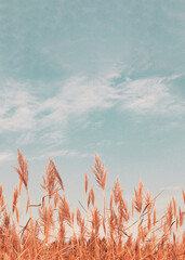 Pampas grass. Abstract natural minimal background of Cortaderia selloana fluffy plants moving in a wind. Spring or summer