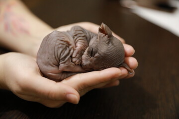 newborn kitten sphinx