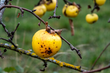 Pomme oubli&eacute;e sur son arbre en hiver