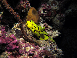 Minor Notodoris nudibranch on corals Cebu Philippines