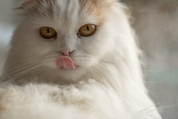 A beautiful white fluffy cat licks its lips. shallow depth of field. copyspace