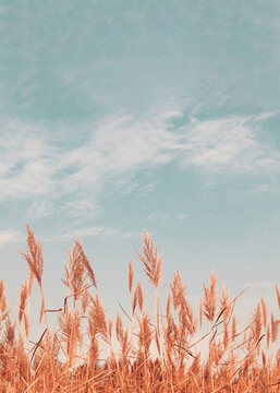 Fototapeta Pampas grass. Abstract natural minimal background of Cortaderia selloana fluffy plants moving in a wind. Spring or summer