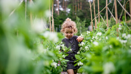 Portrait of small girl walking in vegetable garden, sustainable lifestyle.