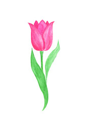 Tulip, botanical sketch. Isolated flower field, botanical hand drawn illustration for tea packaging design, cosmetics, medicine, greeting card, wedding invitations, web.