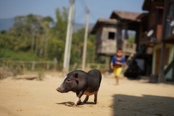 Lao boy sneaking up on a piglet