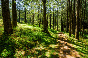 The trail through the green forest, Alishan Forest Recreation Area in Chiayi, Taiwan.