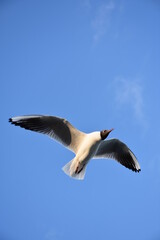 Obraz premium JUST TAKE A LOOK AT THEM. THEY ARE STUNNING !!!!