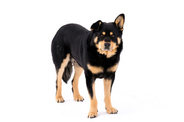 A large stray dog is standing on the road in the snow. Different ears