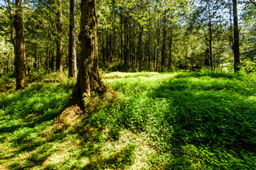Beautiful green forest in the Alishan Forest Recreation Area in Chiayi, Taiwan.