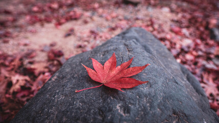 【秋】岩の上に落ちた赤い楓の葉　紅葉
