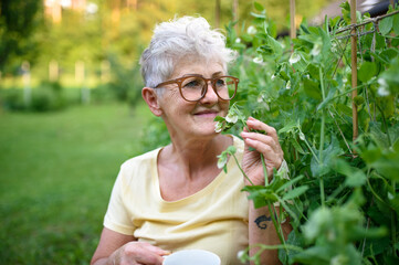 Portrait of senior woman sitting outdoors by vegetable garden, smelling pea plant.