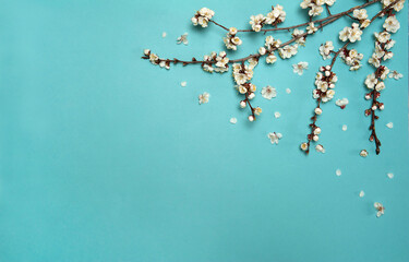 Flower arrangement. Spring apricot branches with white flowers and buds showering petals on a pastel blue background. Free space.