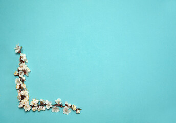 Flower arrangement. A border of spring apricot branches with white flowers and buds on a pastel blue background. Free space.