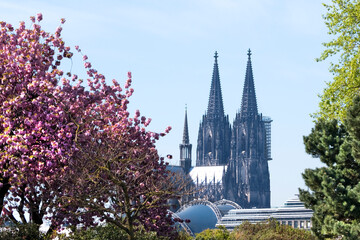 Kirschblüte in Köln - 422293491