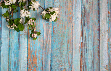 Flower arrangement. A spring branch of a blooming apple tree with green leaves, pink and white buds and flowers against the background of an old wooden wall with peeling blue paint. Free space.