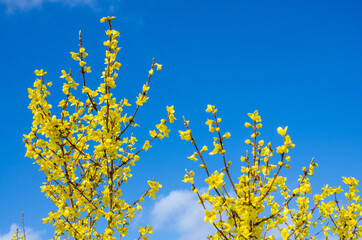 Looking up at yellow forsythia flowers against a blue sky.