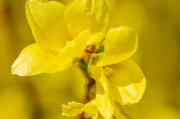 Close up view of a forsythia shrub in flower in spring.