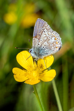 Common Blue butterfly (Polyommatus icarus) with its wings folded which is a spring summer flying insect on a yellow meadow flower, stock photo image