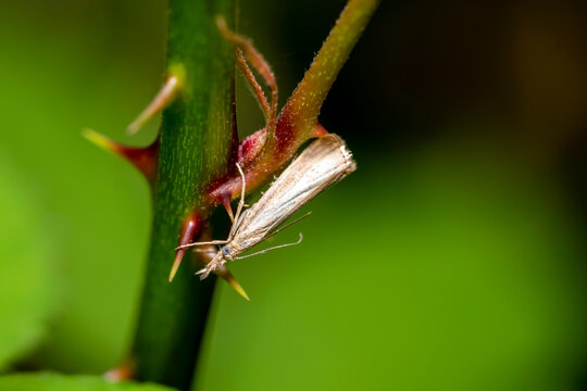 A small grass moth of the crambidae family resting on a grass plant which is a white brown insect flying in spring and summer, stock photo image