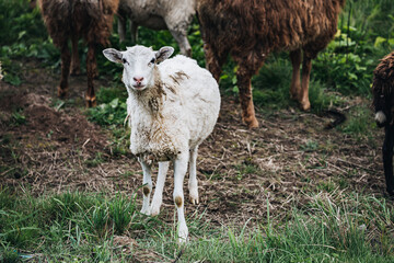 Obraz premium Farm Sheep Lambs in green country fields
