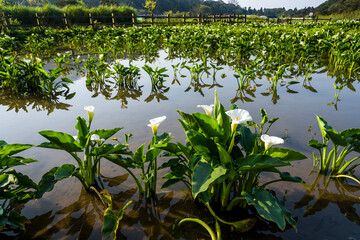 Obraz premium beautiful white calla lily flowers blooming in the field of Jhuzihu in Taipei, Taiwan. 