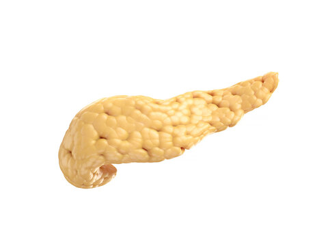 Anatomically accurate illustration of human pancreas isolated on white. 3d rendering