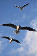 JUST TAKE A LOOK AT THEM.
THEY ARE STUNNING !!!!