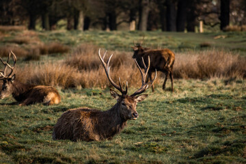 Deer lying on the grass in Richmond Park, London