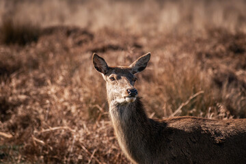 Roe deer in the tall grass at Richmond  Park.