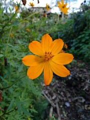 yellow flowers in the garden