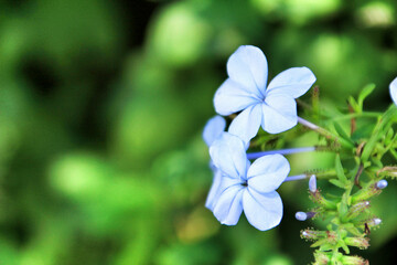 Plumbago Auriculata Capensis in the garden