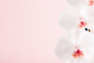 White flowers orchid on pink background. Flat lay, top view, copy space