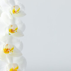 Fototapeta na wymiar White orchid on white background. White flowers. Flat lay, top view, copy space. Square