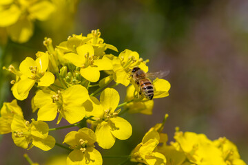 bee on yellow flower