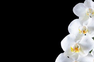 Fototapeta na wymiar White orchid on black background. White flowers on dark. Flat lay, top view, copy space