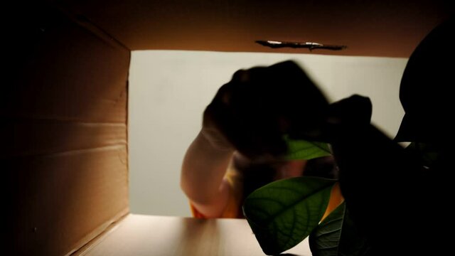 Unpacking. A happy young woman opens a cardboard box and excitedly takes out a pot with a plant. Bottom view. Concept of careful delivery