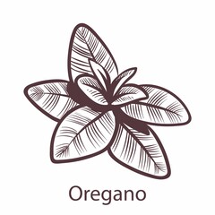 Oregano. Engraving isolated illustration of vegan food, hand drawn herb in retro style, detailed organic product sketch, kitchen and cooking symbol with text vector object on white background