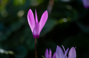 Beautiful blooming wild cyclamen flowers on dark background