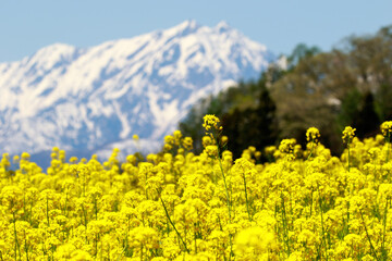 field of yellow flowers