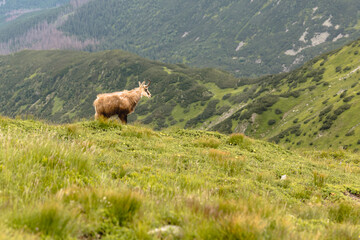 mountain goat on a rocky slope