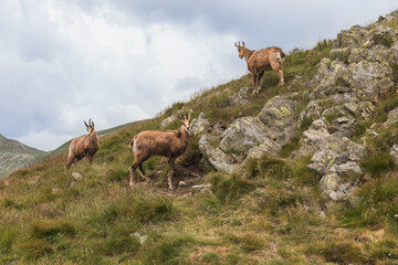 mountain chamois on a rocky slope