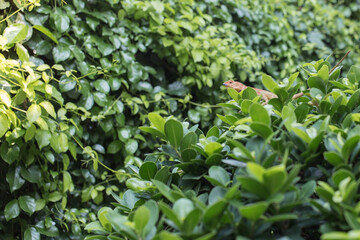 Fototapeta na wymiar Chameleon is on the tree that full of green leave as green natural background..